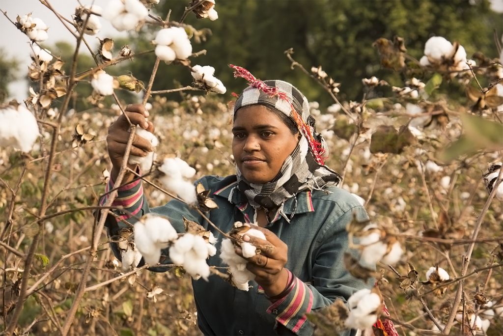 harvesting egyptian cotton